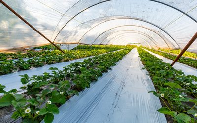 Enhancing Agricultural Efficiency: How Plastic Surpasses Wood and Metal in Farming