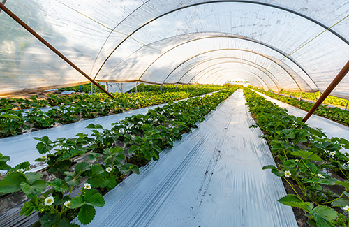 Enhancing Agricultural Efficiency: How Plastic Surpasses Wood and Metal in Farming