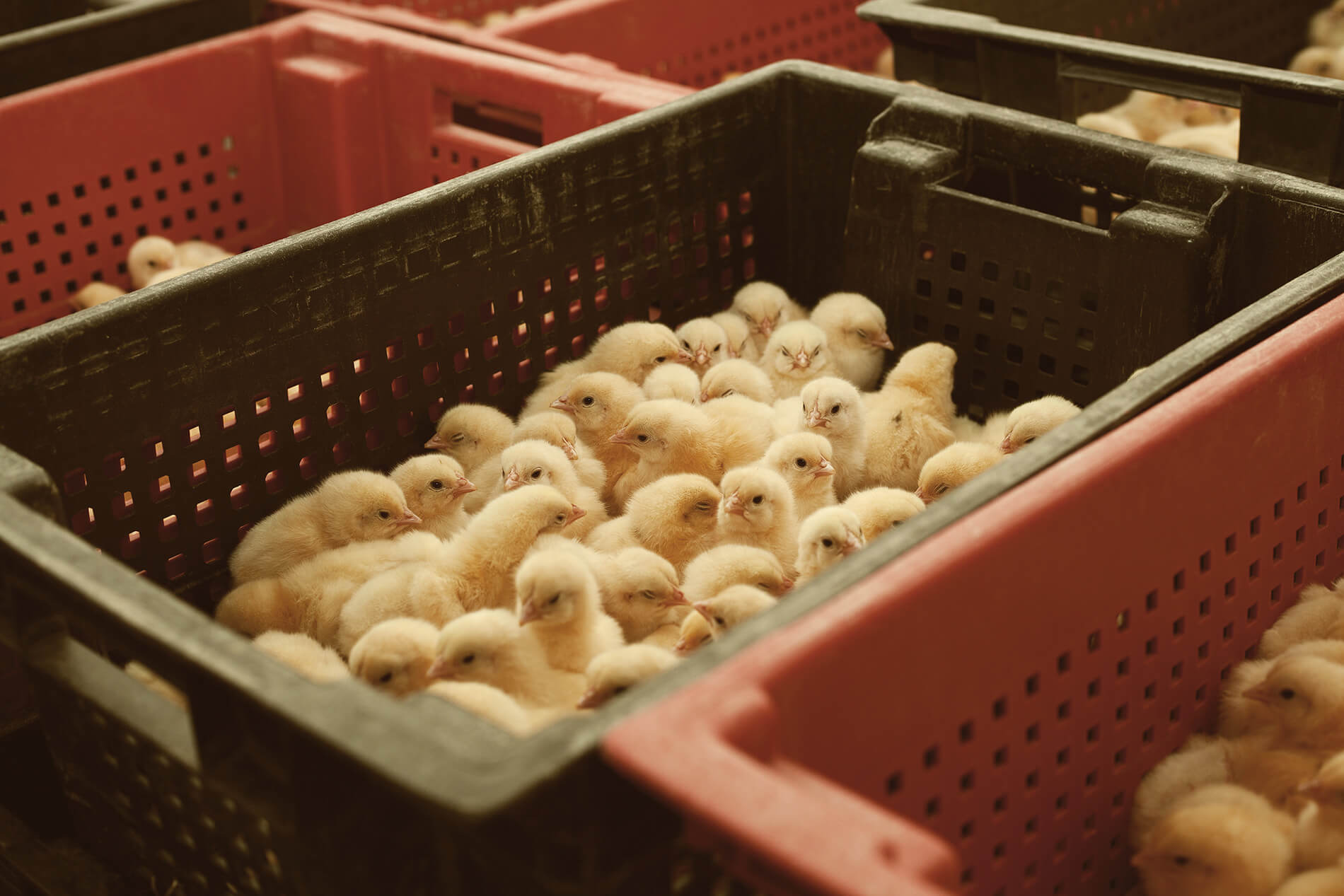 Why Recycling Plastic is Crucial for Industry and Farming Why Recycling Plastic is Crucial for Industry and Farming