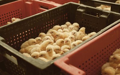 Unveiling the Environmental Benefits: Why Recycling Plastic is Crucial for Industry and Farming
