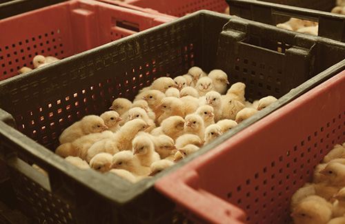 Unveiling the Environmental Benefits: Why Recycling Plastic is Crucial for Industry and Farming